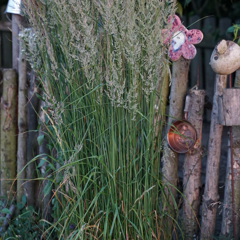 Reitgras 'Karl Foerster'