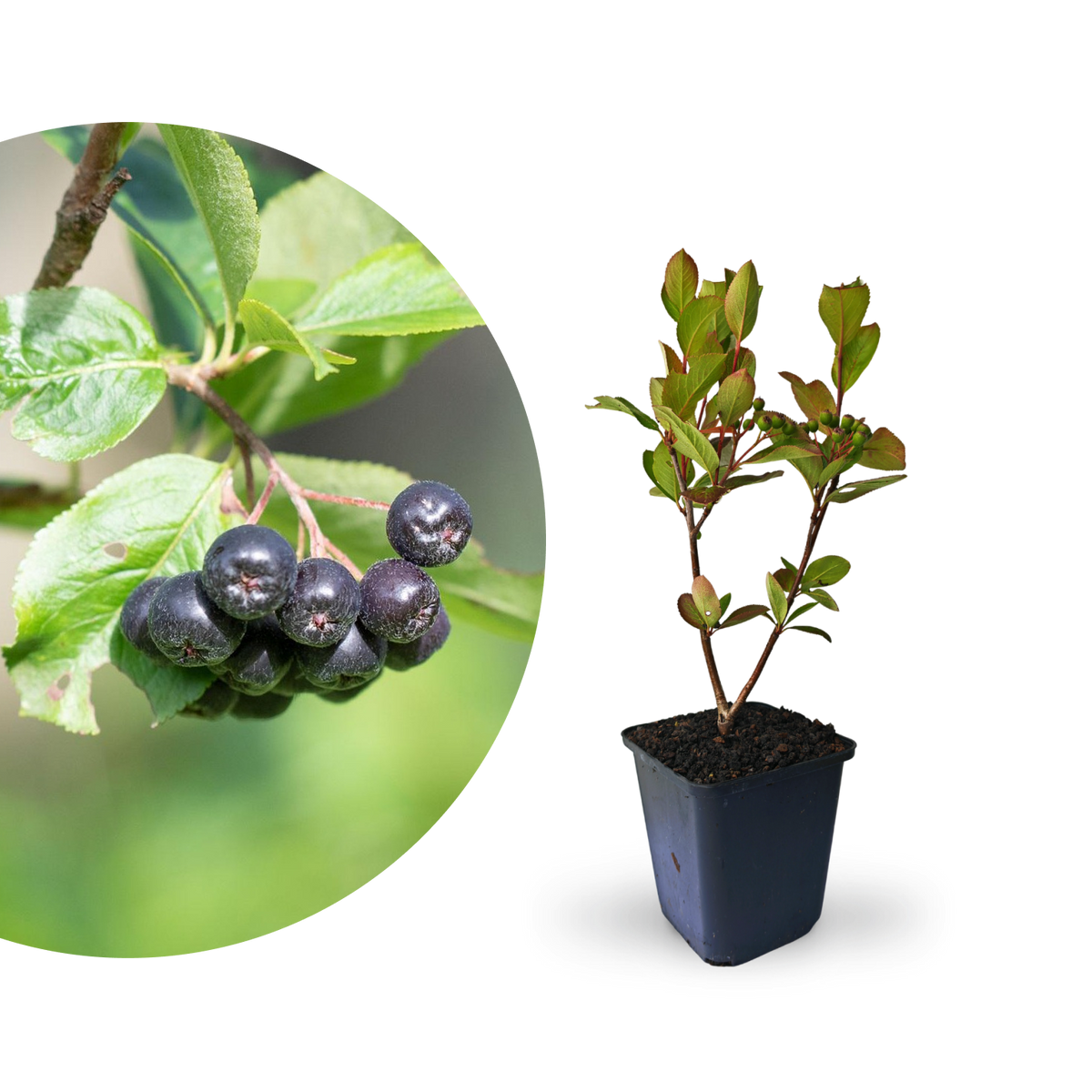 Rette mich: Aronia-Beere 'Nero'