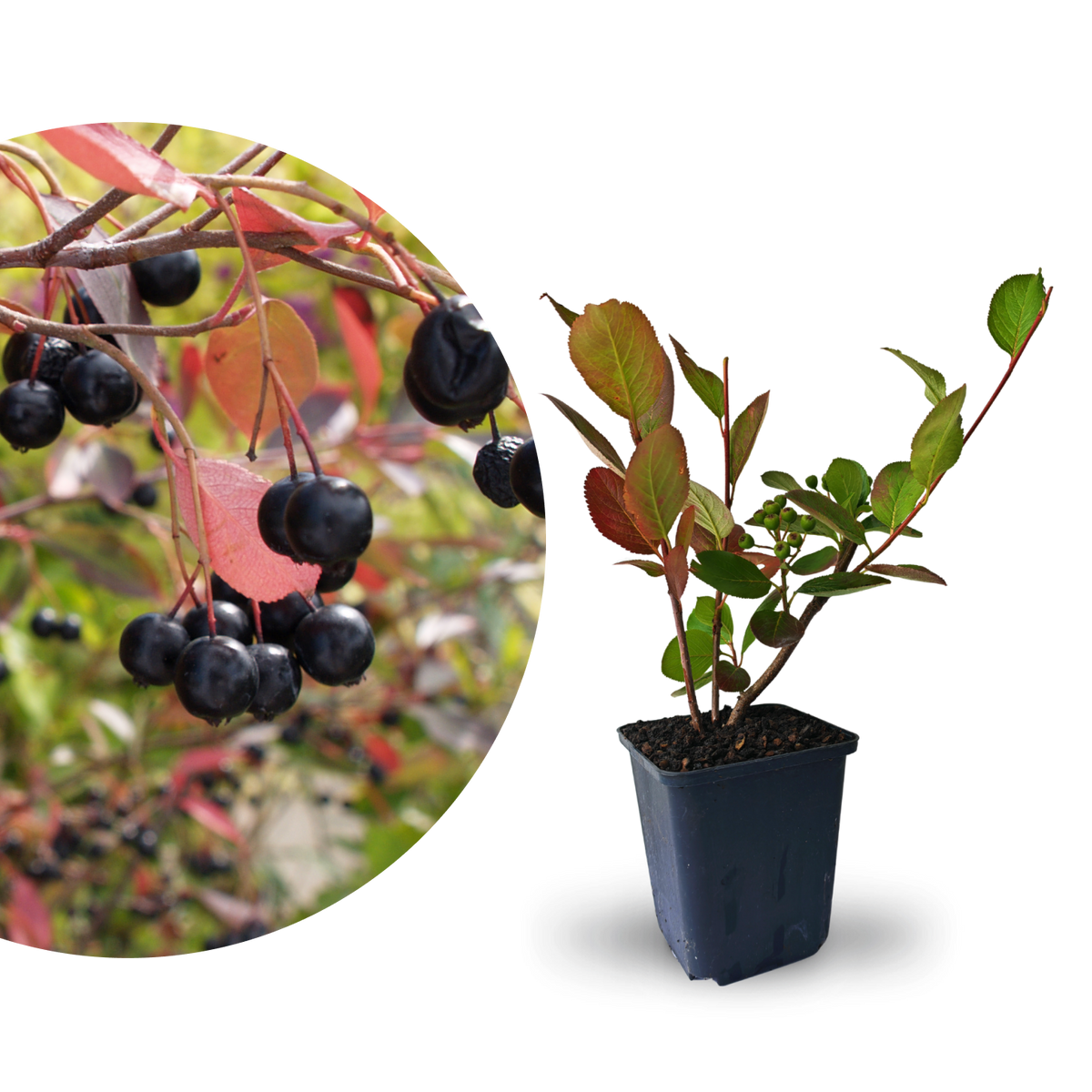 Rette mich: Aronia-Beere 'Viking'