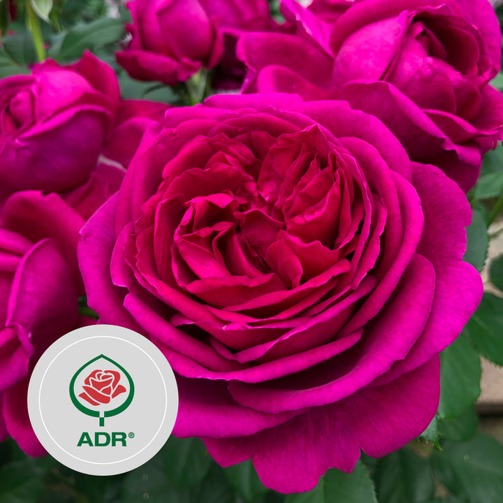 Rette mich: Beetrose 'Für Elise'