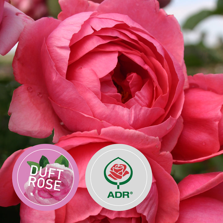 Rette mich: Beetrose Parfuma® 'Gartenprinzessin Marie-José'