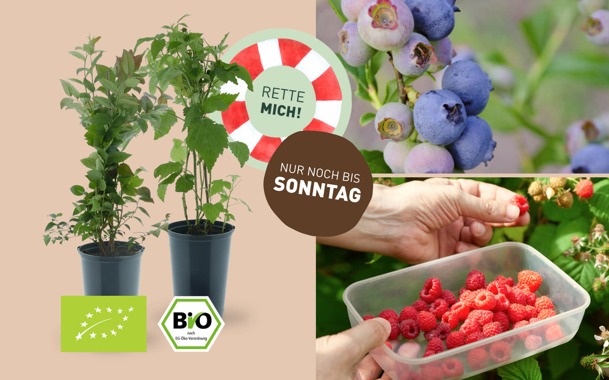 Rette mich: Bio-Beerensträucher retten & sparen