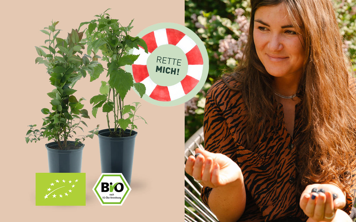 Rette mich: Bio-Beerensträucher retten & sparen