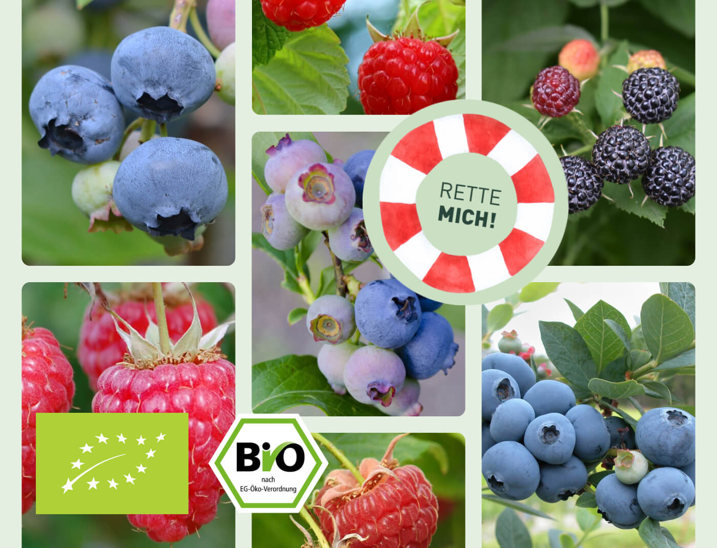 Sorten der Rette mich Bio-Beeren