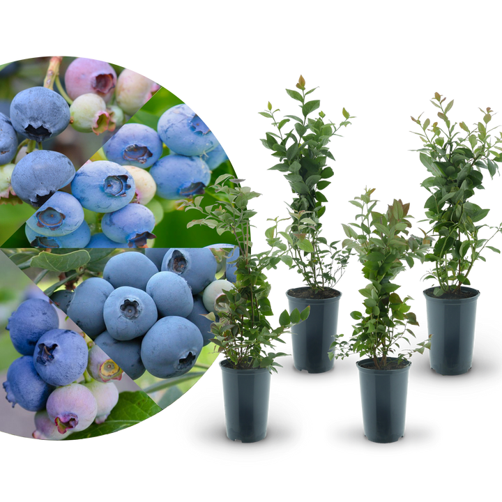 Rette mich: Bio-Blaubeere (4er Set)