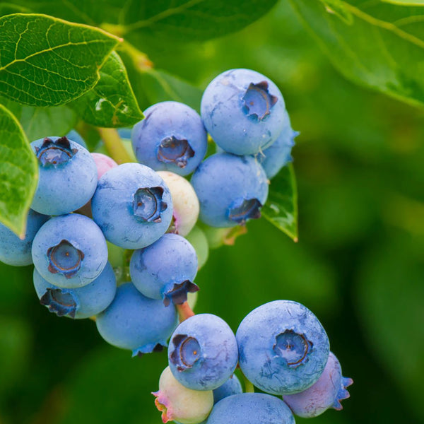 Bio-Blaubeere 'Duke'