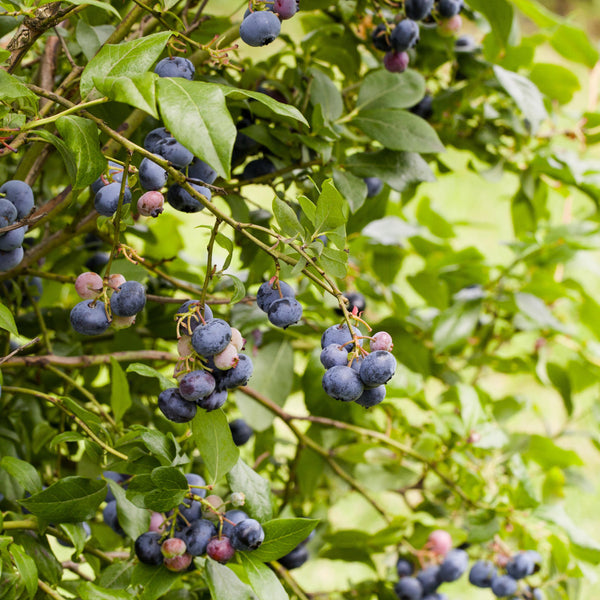 Bio-Blaubeere mit Früchten im Garten