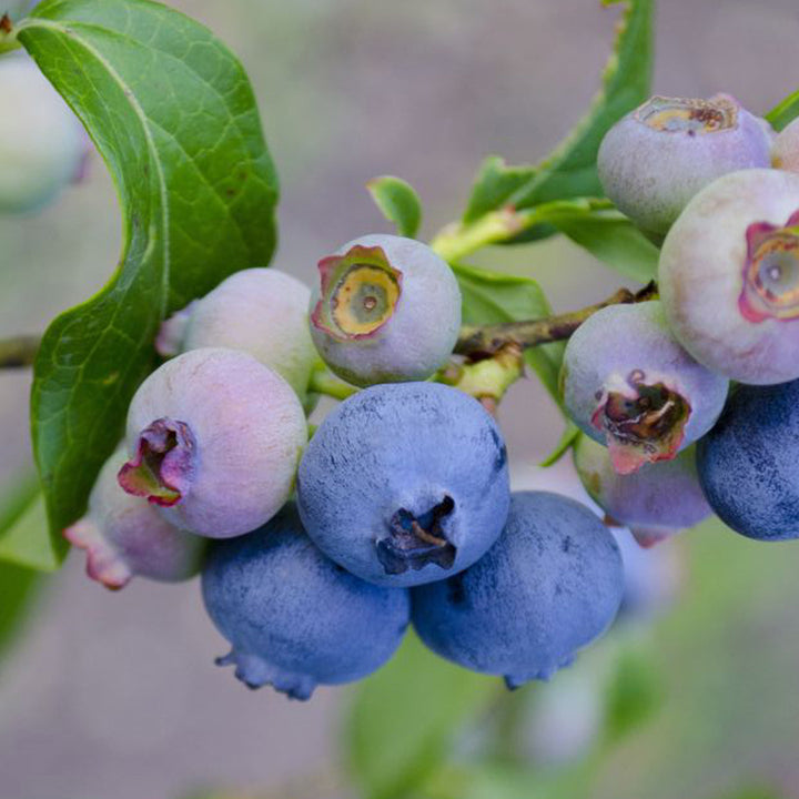 Bio-Blaubeere 'Patriot'