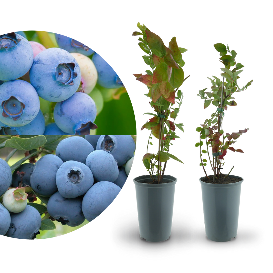 Rette mich: Bio-Blaubeeren (2er Set)