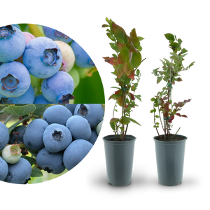 Rette mich: Bio-Blaubeeren (Set)