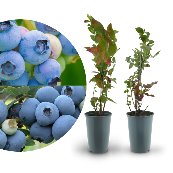 Rette mich: Bio-Blaubeeren (2er Set)