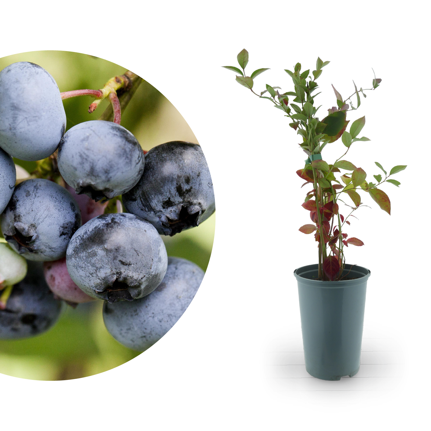 Rette mich: Bio-Blaubeeren 'Duke', 'Bluecrop', 'Patriot'