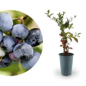 Rette mich: Bio-Blaubeeren