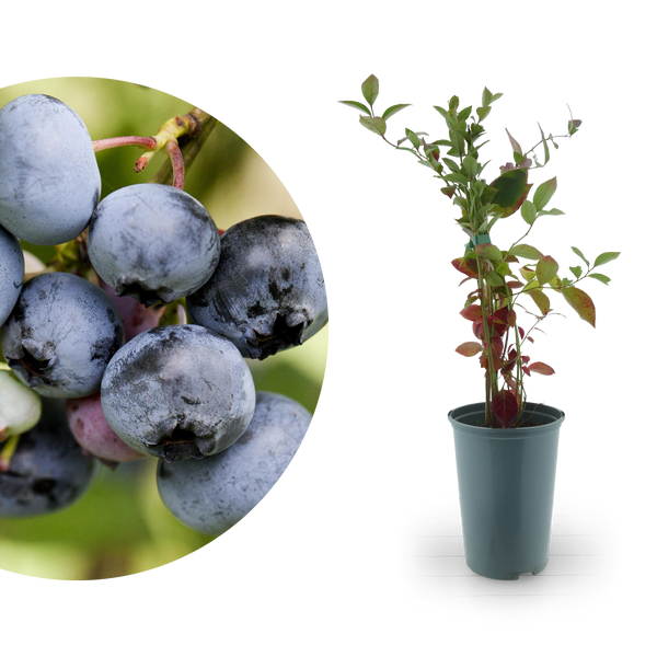 Rette mich: Bio-Blaubeeren 'Duke', 'Bluecrop', 'Patriot'