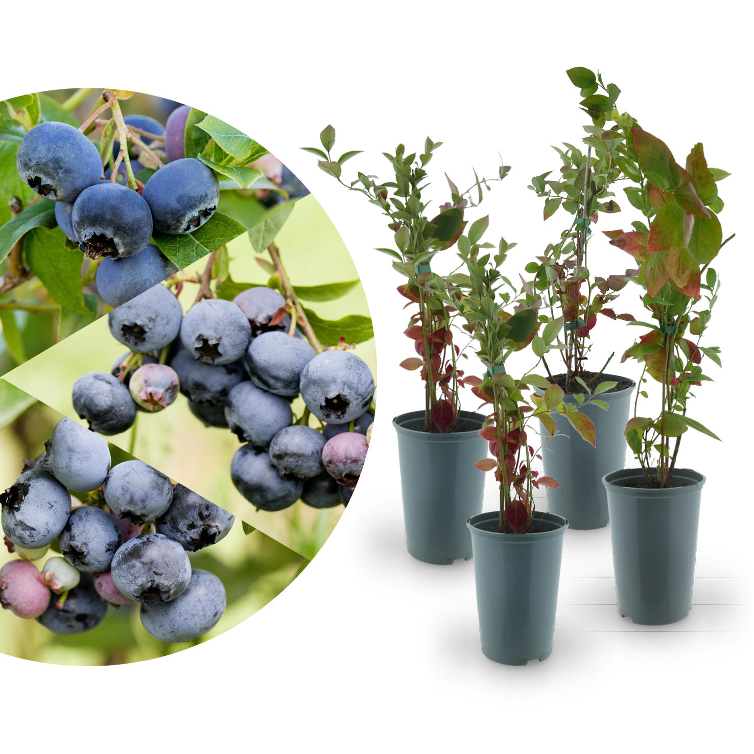 Rette mich: Bio-Blaubeeren 4er Set Fruchtig-Frisch
