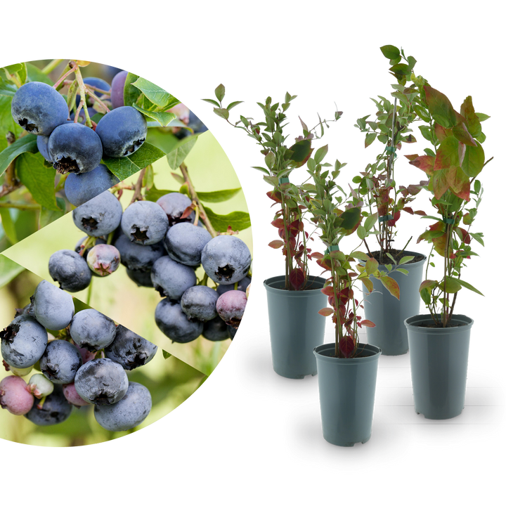 Rette mich: Bio-Blaubeeren 4er Set Fruchtig-Frisch