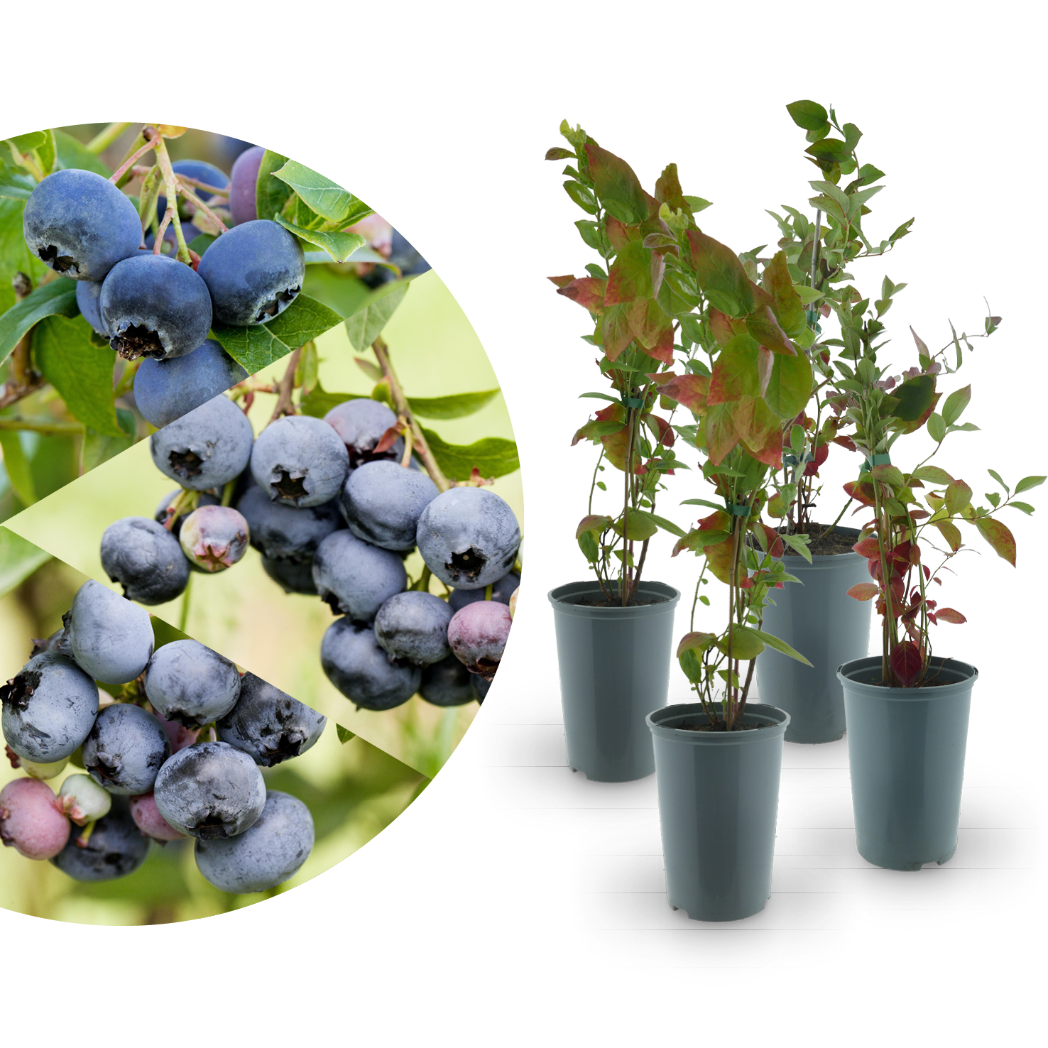 Rette mich: Bio-Blaubeeren 4er Set Mild-Süß