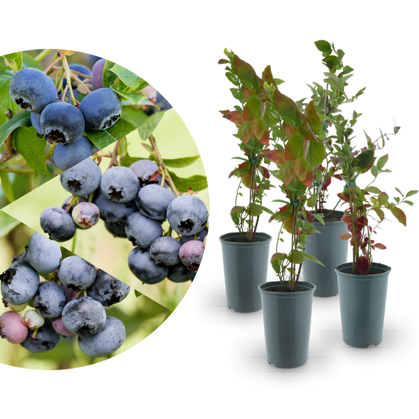 Rette mich: Bio-Blaubeeren 4er Set Mild-Süß