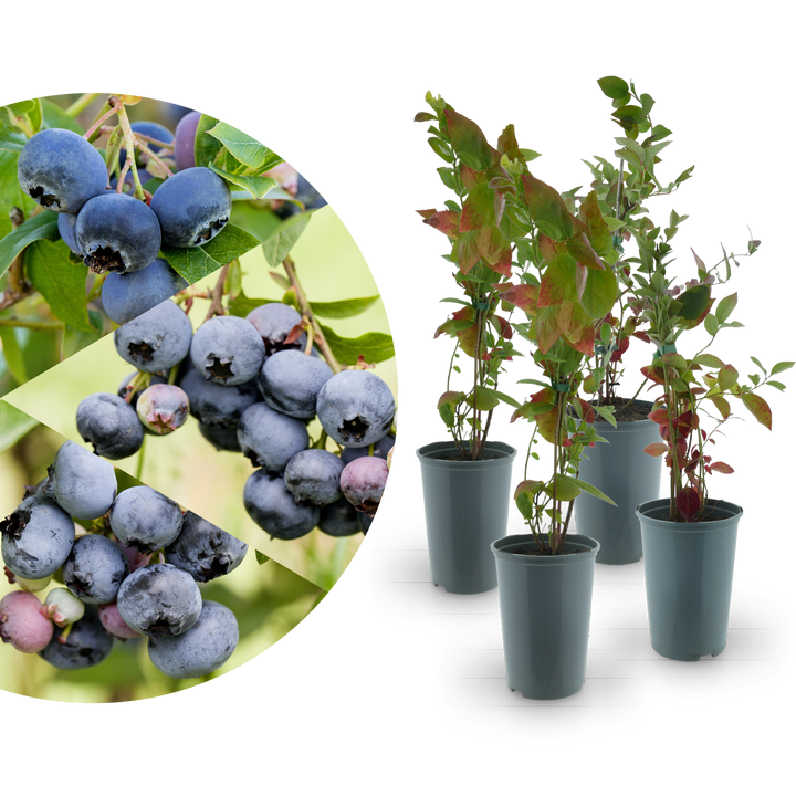 Rette mich: Bio-Blaubeeren 4er Set Mild-Süß