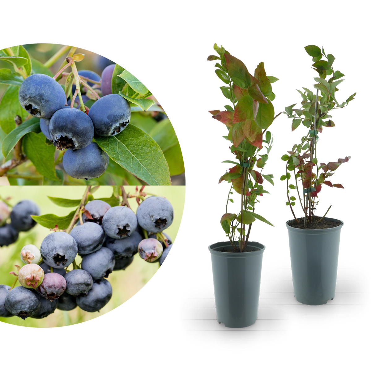 Rette mich: Bio-Blaubeeren 2er Set