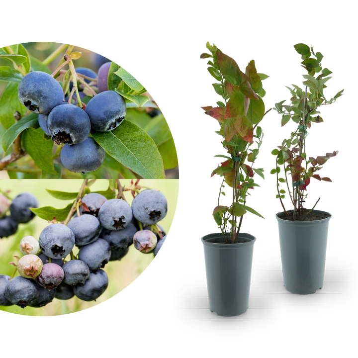 Rette mich: Bio-Blaubeeren 2er Set