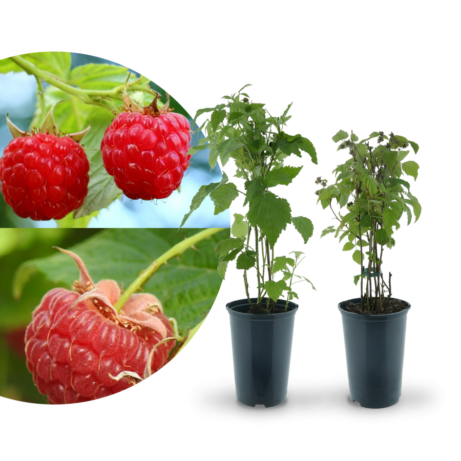 Rette mich: Bio-Himbeeren (2er Set)