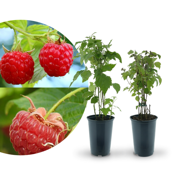 Rette mich: Bio-Himbeeren (2er Set)