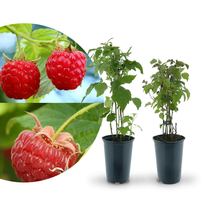 Rette mich: Bio-Himbeeren (2er Set)