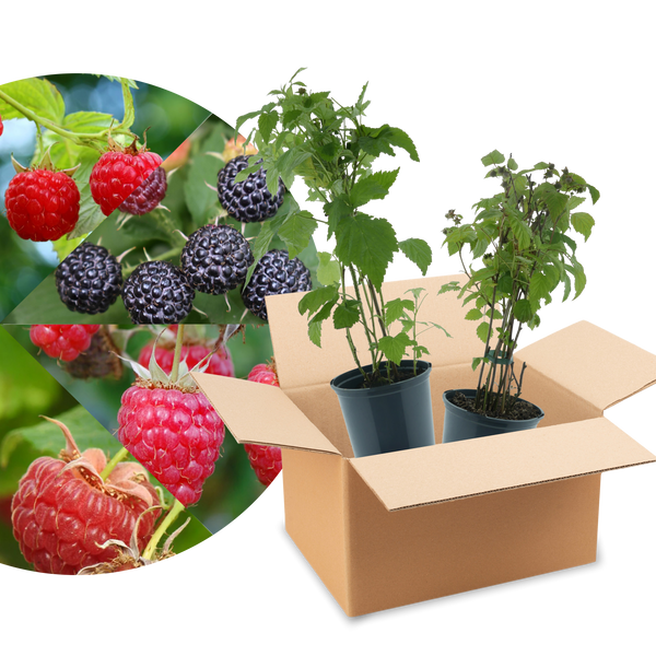 Rette mich: Bio-Himbeeren (Überraschungs-Set)
