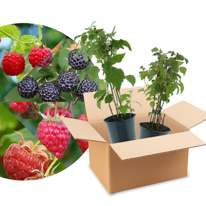 Rette mich: Bio-Himbeeren (Überraschungs-Set)