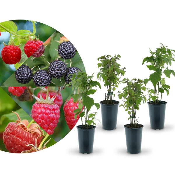 Rette mich: Bio-Himbeeren (4er Set)