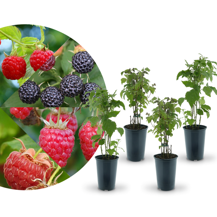Rette mich: Bio-Himbeeren (4er Set)