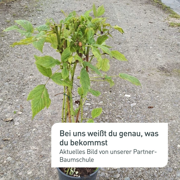 Aktuelles Bild der Bio-Himbeere in der Baumschule