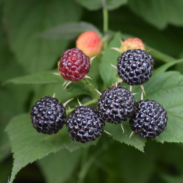 Bio-Himbeere 'Black Jewel'