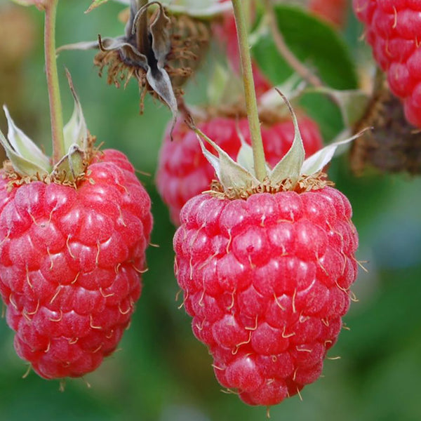 Bio-Himbeere 'Willamette'