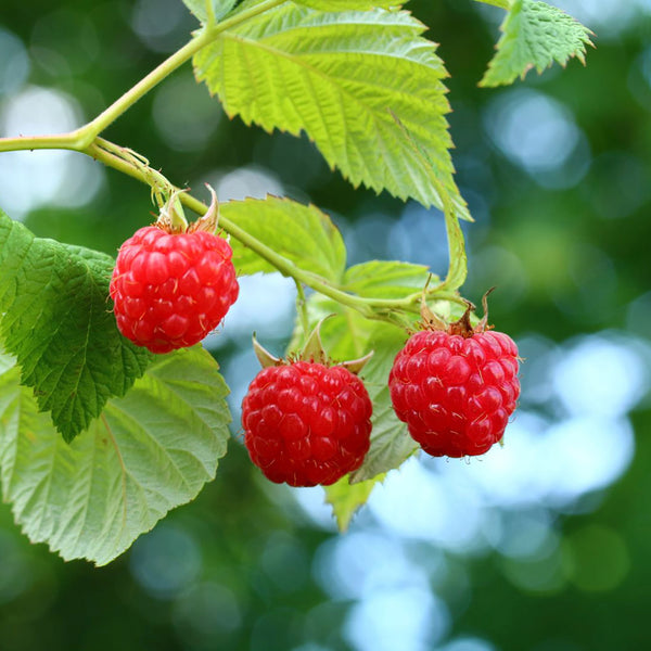 Bio-Himbeere 'ZEFA 3 Herbsternte'