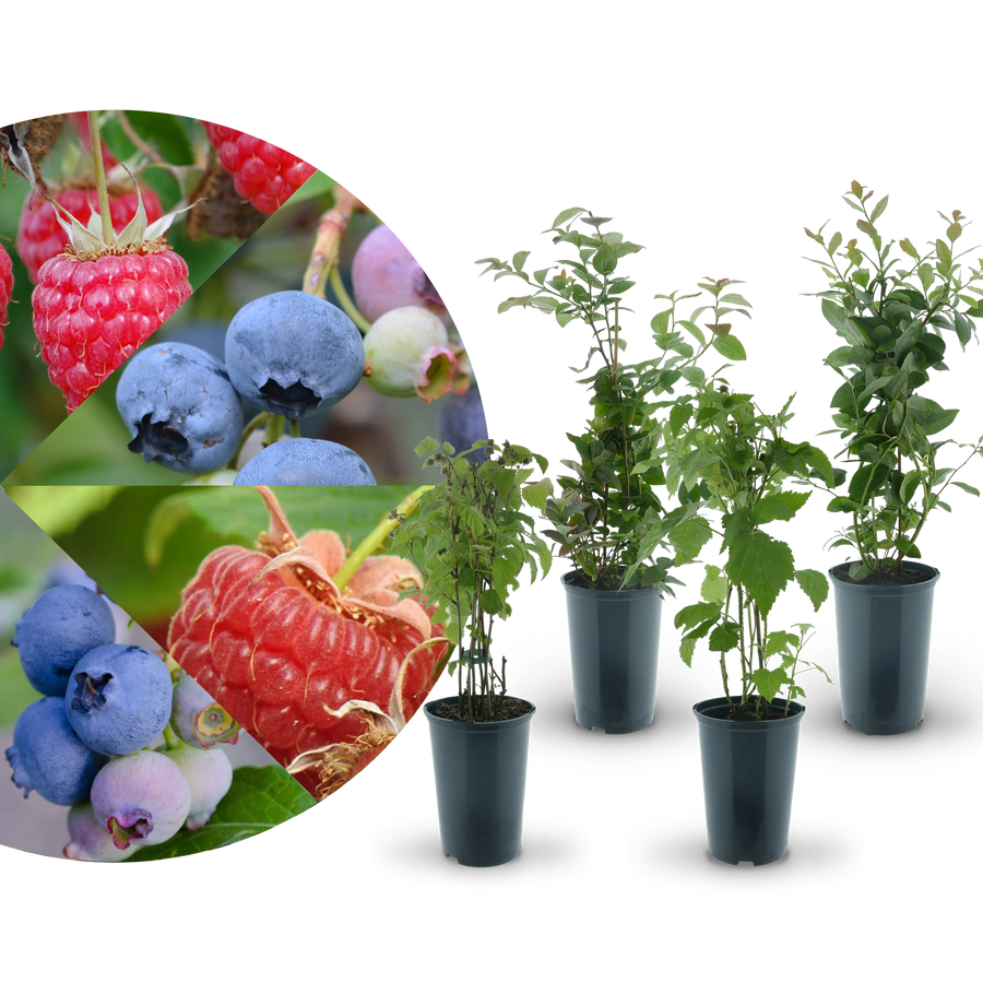 Rette mich: Bio-Himbeeren & Bio-Blaubeeren (Set)