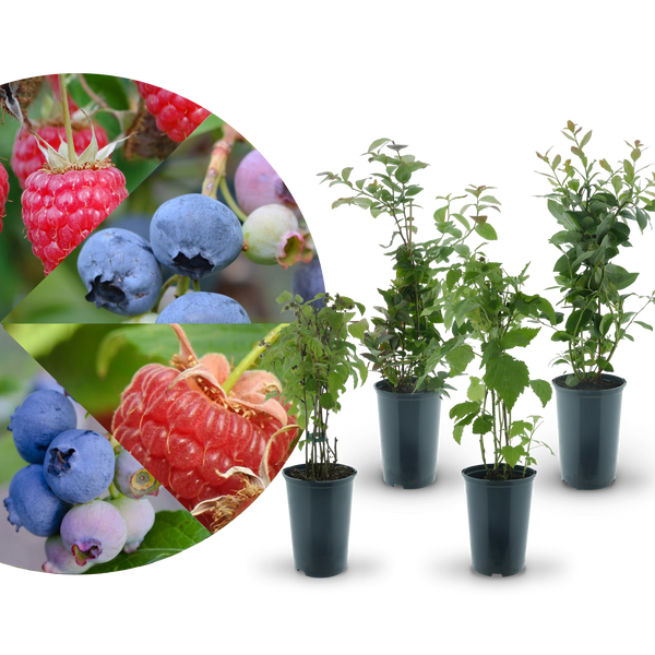 Rette mich: Bio-Himbeeren & Bio-Blaubeeren (Set)