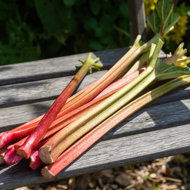 Ernte des Bio-Rhabarber 'Fulton's Strawberry Surprise'