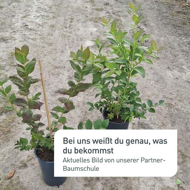 Aktuelles Bild der Bio-Blaubeeren in der Baumschule