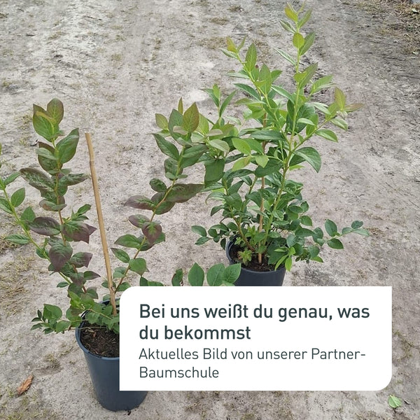 Aktuelles Bild der Bio-Blaubeeren in der Baumschule