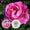 Rette mich: Edelrose Parfuma® 'Carmen Würth'