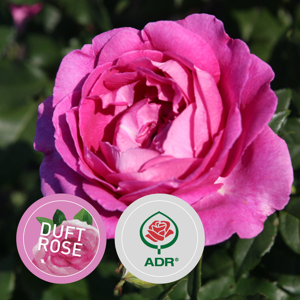 Rette mich: Edelrose Parfuma® 'Carmen Würth'