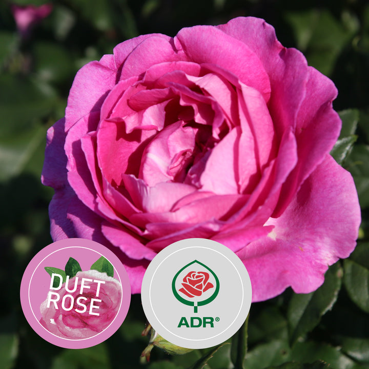 Rette mich: Edelrose Parfuma® 'Carmen Würth'