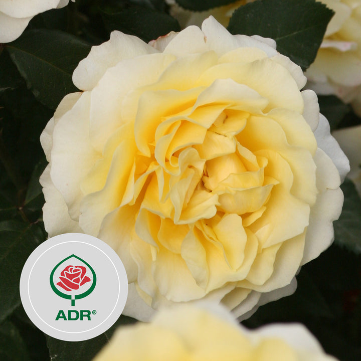 Rette mich: Edelrose 'Sunny Sky®'