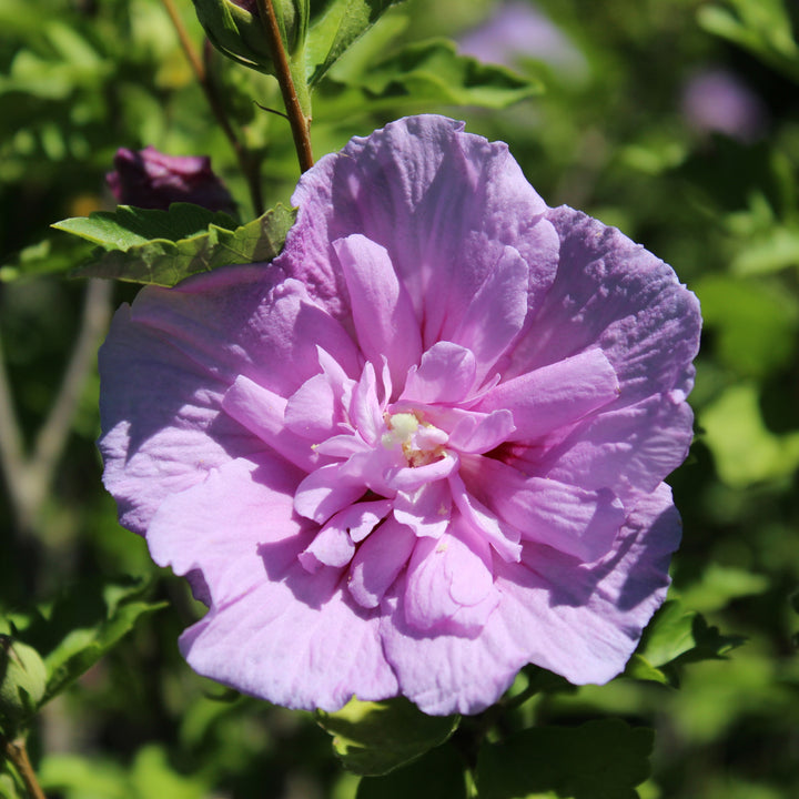 Blüte des Gefüllten Hibiskus 'Lavender Chiffon'