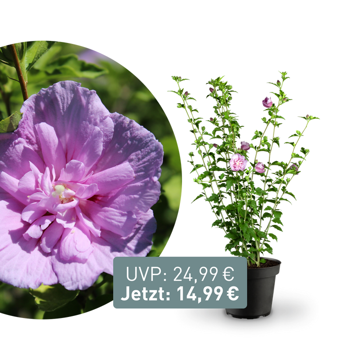 Rette mich: Gefüllter Hibiskus 'Lavender Chiffon'