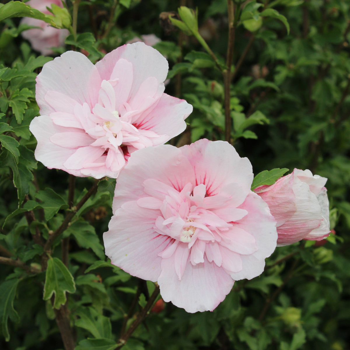 Rette mich: Gefüllter Hibiskus 'Pink Chiffon' - Plantura Shop