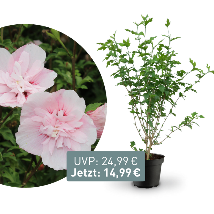 Rette mich: Gefüllter Hibiskus 'Pink Chiffon'