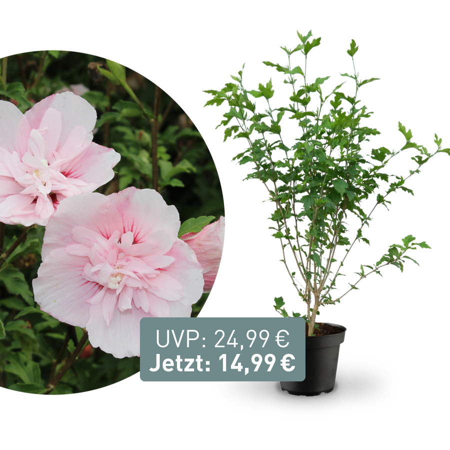 Rette mich: Gefüllter Hibiskus 'Pink Chiffon'